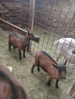 Kozlík a kozička - 3