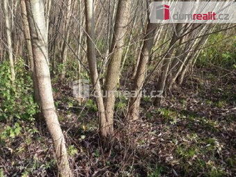 Prodej energetické plantáže rychlerostoucích dřevin 7 652 m2 - 3