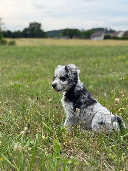 Štěňátka Husky/ Border kolie x zlatý labrador - 3