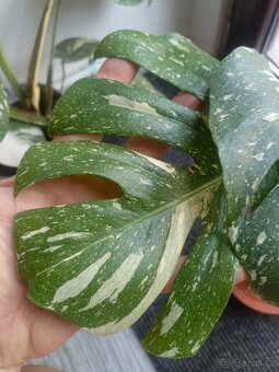 Monstera thai - 3