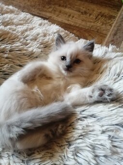 Ragdoll kocourek bez PP - 3