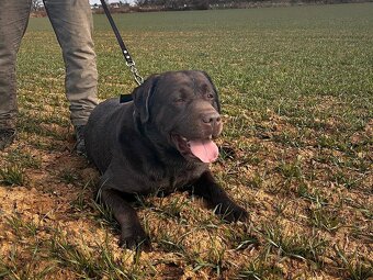 ICE K ADOPCI - hnědý x-labrador, akční parťák - 3