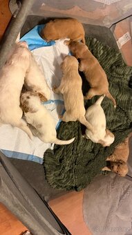 Goldendoodle - 3