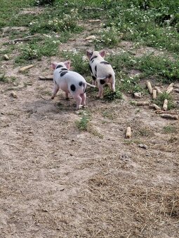 Prase kune kune - 3