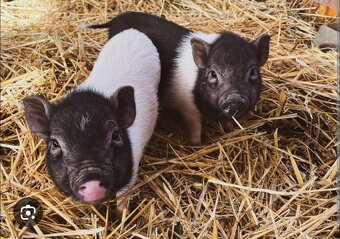 Gottingenske kune - 3