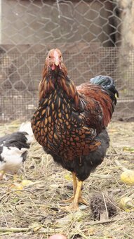 Wyandotka velká zlatá černě lemovaná kohout - 3