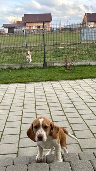 Beagle ,Bigl - 3
