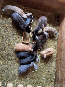 PRODÁM BELGICKÉ OBRY MODRÉ, ČERNÉ + 75 % KŘÍŽENCE OBRŮ - 3