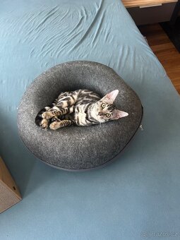 Bengálské kotě s PP - 3