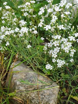 Šater plazivý, bílý - 3