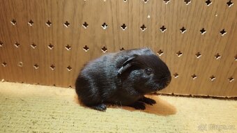 Morčata - morče dalmatin - 3