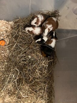 Morče hladké, morčata - 3