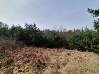 Les Losiná, okres Plzeň-jih - 3