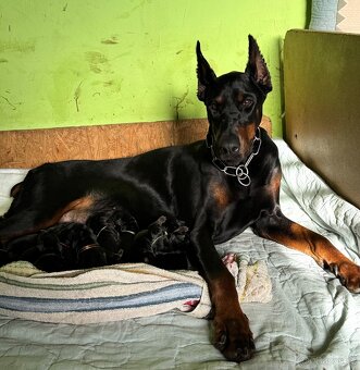 Dobrman štěňata s PP - 3