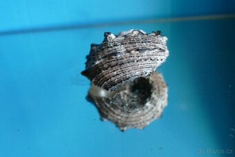 Angaria delphinus - 3