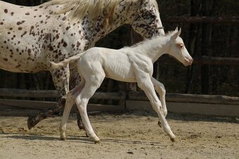 Appaloosa red few spot filly Cherry - 3