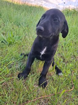 Stěně Labrador - 3