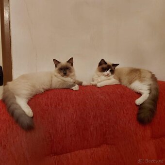Ragdoll kocúry na krytie - 3