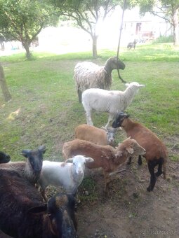 kamerunské ovce, kamerunská koza, kamerunská ovce - 3