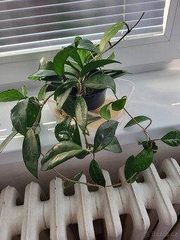 pokojové rostliny - 3