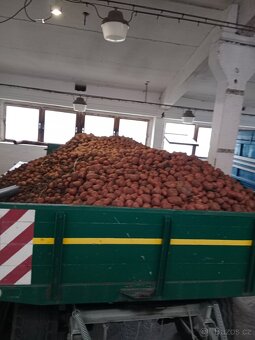 Brambory na uskladnění - 3