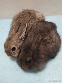 Zakrslí králíčci - 3