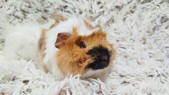 Morče, Morčata, Morčátko, Morčátka - DARWIN A MERLIN - 3