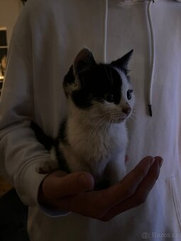 Krásné,  mazlivé koťátko - 3