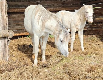 Welsh pony 120cm - 3