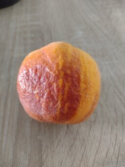 Pomerančovník Arcobal - 3