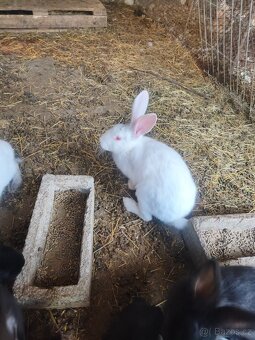 Prodám samec a samice Hyla - 3