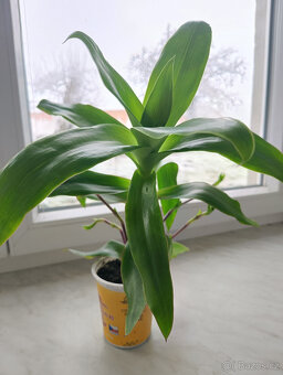 léčivá KALÍSIE vonná, ALOE - 3