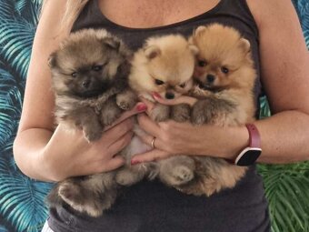 Pomeranian Boo - 3