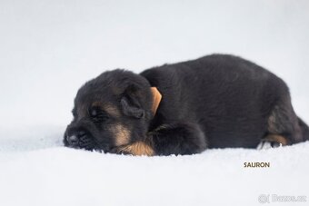 Štěňátka německého ovčáka typu rex - 3