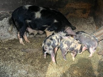 Selata kune kune - 3