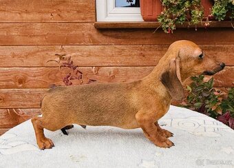 Jezevčík hladkosrstí trpasličí králičí s pp - 3