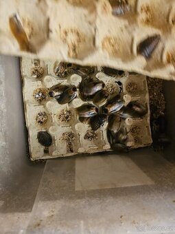 Šváb argentinský,prodej kolonie - 3