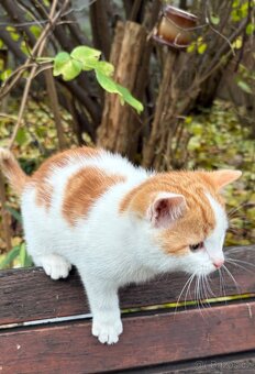 Daruji koťátka - 3