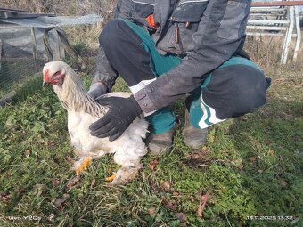 Prodám Brahmanky - 3