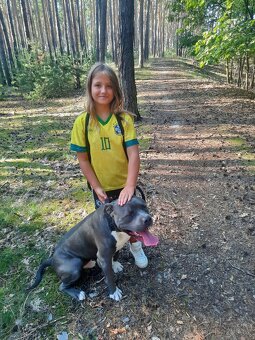 American Bully XL-krytí - 3