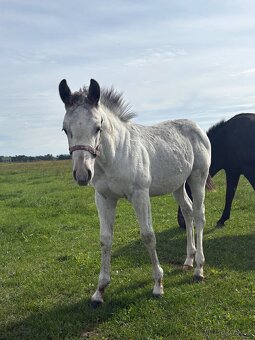 Hřebeček Appaloosa - 3