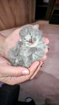 Prodám Britská koťátka - 3