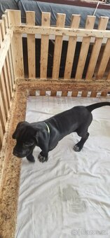 Cane corso X Německý ohař - 3