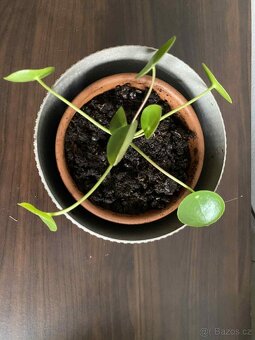 Pilea včetně šedého obalu - 3
