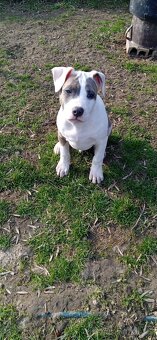 Štěně stafordšírský teriér - 3