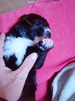 Štěňata husky křížení labrador - 3
