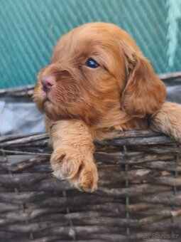 Cavapoo - 3