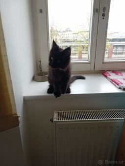 Prodám mianskou mývalí kocourek. - 3