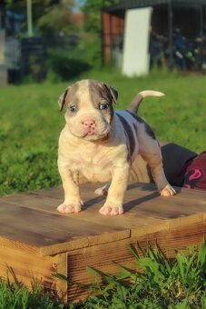 American Bully XL 🐾 - 3