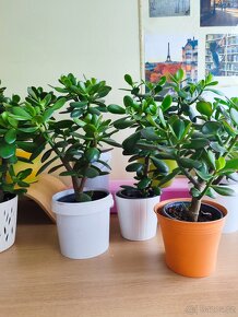 Pokojové rostliny Tlustice ( Crassula ovata) - 3